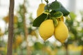Fresh lemons on tree branch with green leaves Royalty Free Stock Photo