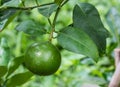 Fresh lemons on tree Royalty Free Stock Photo