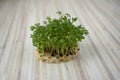 Fresh lepidium sativum growing on facial cotton swab on light stripped table, looks like small tropical island, tasty herbs Royalty Free Stock Photo