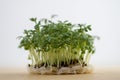 Fresh lepidium sativum growing on facial cotton swab on light stripped table, looks like small tropical island, tasty herbs Royalty Free Stock Photo