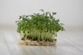 Fresh lepidium sativum growing on facial cotton swab on light stripped table, looks like small tropical island, tasty herbs Royalty Free Stock Photo