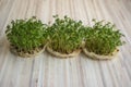 Fresh lepidium sativum growing on facial cotton swab on light stripped table, looks like small tropical island, tasty herbs Royalty Free Stock Photo