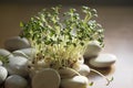 Fresh lepidium sativum growing on facial cotton Royalty Free Stock Photo