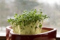 Fresh lepidium sativum growing on facial cotton swab in red heart shaped pot Royalty Free Stock Photo