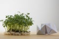 Fresh lepidium sativum growing on facial cotton swab on wooden table, looks like small tropical island, tasty herbs Royalty Free Stock Photo