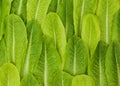Fresh Lettice Leafs Royalty Free Stock Photo