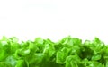 Fresh lettuce Royalty Free Stock Photo