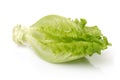 Fresh Lettuce Royalty Free Stock Photo