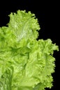 Fresh lettuce Royalty Free Stock Photo