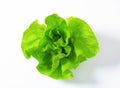 Fresh lettuce