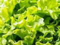 Fresh lettuce, close up Royalty Free Stock Photo