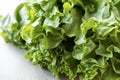 Fresh lettuce close up on white background Royalty Free Stock Photo