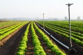 Fresh lettuce on a farm with sprayers