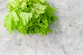fresh lettuce on a gray background, copy space Royalty Free Stock Photo