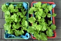 Fresh lettuce growing in soil substrate in plastic crates, lined with a plastic bag Royalty Free Stock Photo
