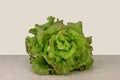 fresh lettuce head isolated