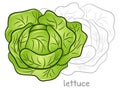 Fresh lettuce head
