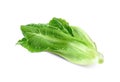 Fresh Lettuce isolate on white background Royalty Free Stock Photo