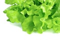 Fresh lettuce isolated on white background Royalty Free Stock Photo