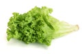 Fresh lettuce isolated on white background. Salad leaf Royalty Free Stock Photo