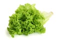 Fresh lettuce isolated on white background. Salad leaf Royalty Free Stock Photo