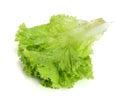 Fresh lettuce isolated on white background. Salad leaf Royalty Free Stock Photo