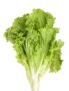 Fresh lettuce isolated on white background. Salad leaf Royalty Free Stock Photo