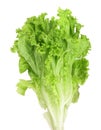 Fresh lettuce isolated on white background. Salad leaf Royalty Free Stock Photo