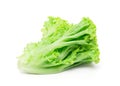 Fresh lettuce leaf isolated on white background, close up green leaves lettuce, organic salad Royalty Free Stock Photo