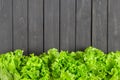 Fresh lettuce leaves border over black wooden plank background Royalty Free Stock Photo