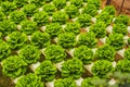 Fresh lettuce leaves, close up.,Butterhead Lettuce salad plant,