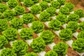 Fresh lettuce leaves, close up.,Butterhead Lettuce salad plant, hydroponic vegetable leaves. Organic food ,agriculture Royalty Free Stock Photo