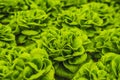 Fresh lettuce leaves, close up.,Butterhead Lettuce salad plant, hydroponic vegetable leaves. Organic food ,agriculture Royalty Free Stock Photo