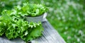 Fresh lettuce leaves, close up, Organic food , agriculture and hydroponic conccept. BANNER