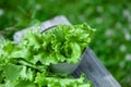 Fresh lettuce leaves, close up,  Organic food , agriculture and hydroponic conccept, Royalty Free Stock Photo