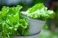 Fresh lettuce leaves, close up,  Organic food , agriculture and hydroponic conccept, Royalty Free Stock Photo