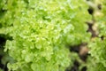 Fresh lettuce leaves, close up.Salad leaf. Lettuce salad plant Royalty Free Stock Photo