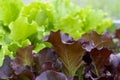 Fresh lettuce leaves of green and brown lettuce grow on the bed. Gardening background with organic plants. Summer vegetable Royalty Free Stock Photo