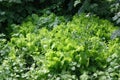 Fresh lettuce leaves grow in an organic garden outdoors. Organic background Royalty Free Stock Photo