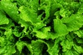 Fresh lettuce leaves top view close up background Royalty Free Stock Photo