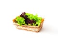 Fresh lettuce leaves in a wicker basket on a white isolated background Royalty Free Stock Photo