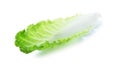 Fresh Lettuce / one leaf isolated on white background Royalty Free Stock Photo