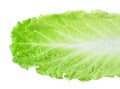 Fresh Lettuce / one leaf isolated on white background