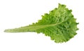 Fresh lettuce, one leaf isolated on a white background, close-up Royalty Free Stock Photo