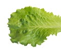 Fresh lettuce, one leaf isolated on a white background, close-up Royalty Free Stock Photo
