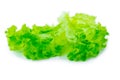 Fresh Lettuce / one leaf isolated on white background / close-up Royalty Free Stock Photo