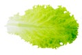 Fresh Lettuce / one leaf isolated on white background / close-up Royalty Free Stock Photo