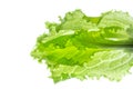 Fresh Lettuce one leaf isolated on white background. Close-up Royalty Free Stock Photo