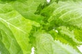 Fresh Lettuce one leaf isolated on white background. Close-up Royalty Free Stock Photo