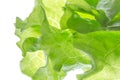 Fresh Lettuce one leaf isolated on white background. lose-up Royalty Free Stock Photo